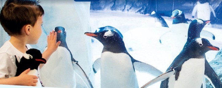 sealife-pinguine